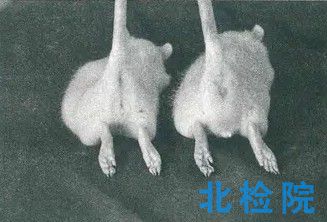<a href=http://www.hay71k.cn/keyan/dongwushiyan/ target=_blank class=infotextkey>動(dòng)物試驗(yàn)</a>項(xiàng)目及報(bào)告