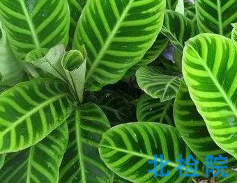 植物葉片檢測